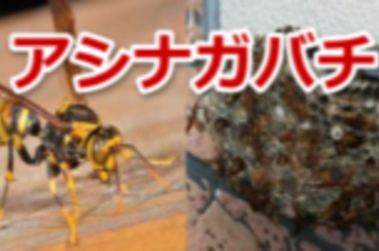 7月～12月　アシナガバチ																																																	