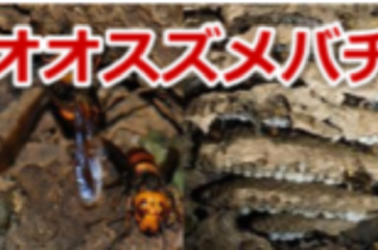 7月～12月　オオスズメバチ																																																	