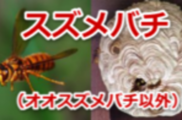 1月～6月　スズメバチ																																																	