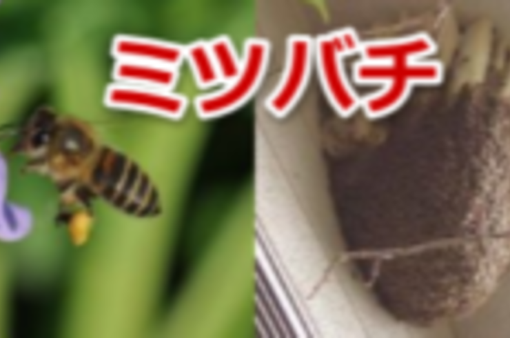 1月～6月　ミツバチ																																																	