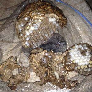 蜂駆除が越谷で人気の当社は即日対応が可能です